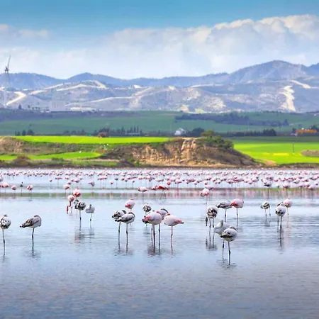 Dezo Luxury Town Ларнака